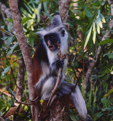 A Red Colobus