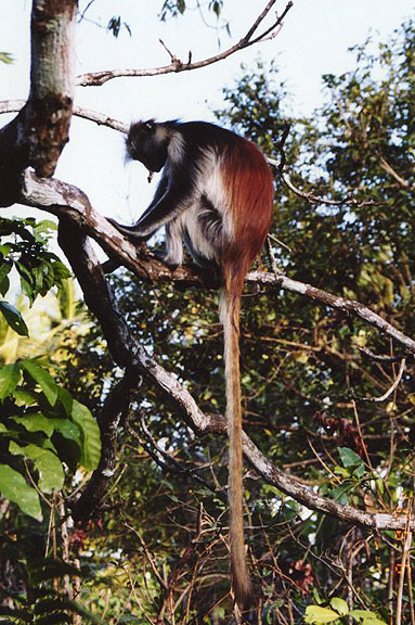 The long tailed monkey
